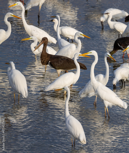 white great egrets on the lake beach