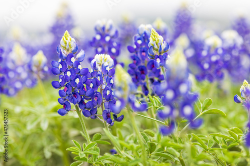 Spicewood, Texas, USA. Bluebonnet wildflowers in the Texas Hill Country.