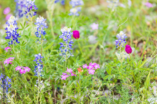 Llano, Texas, USA. Bluebonnet and Drummond's Phlox wildflowers in the Texas Hill Country.