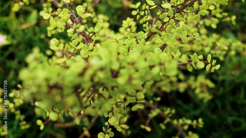 Rack focus shot from above succulent Elephant bush Rack focus shot from above succulent Elephant bush