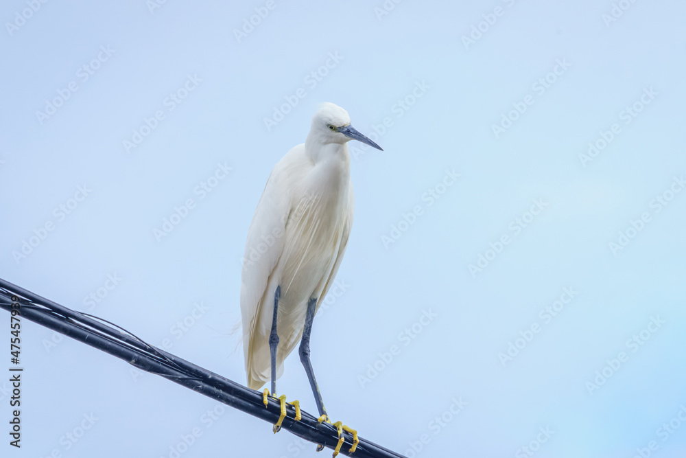 Heron, Cattle Egret on the wire of the light Heron, Cattle Egret on the wire of the light