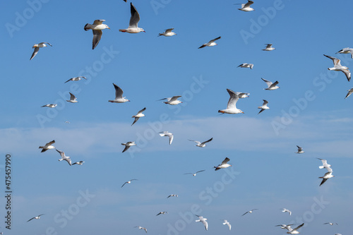 Seagulls flying in the sky over the seaport © shim11