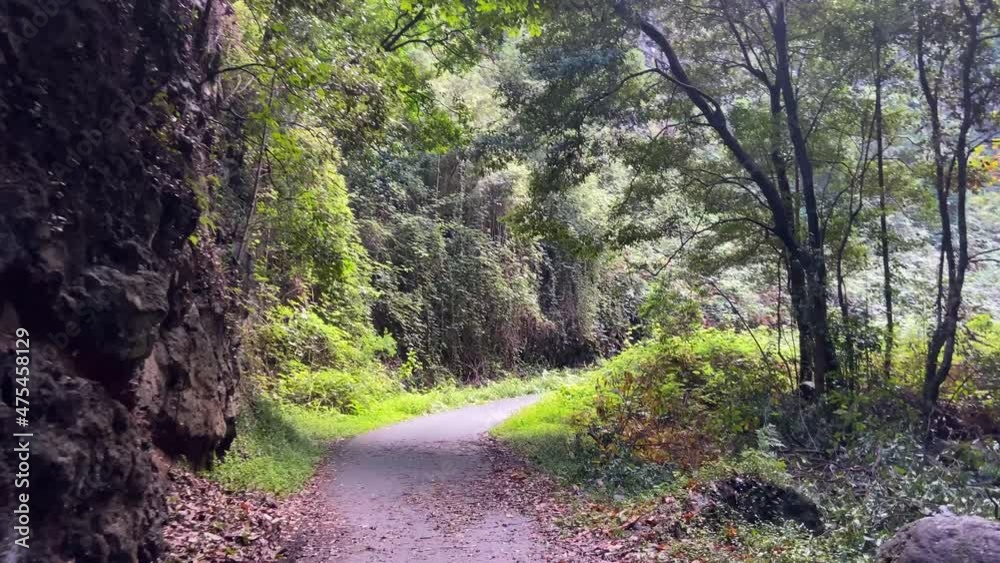 Walking through a laurel forest on a lonely green trail. Concepts of traveling and healthy outdoors sports. Walking through a laurel forest on a lonely green trail. Concepts of traveling and healthy outdoors sports.