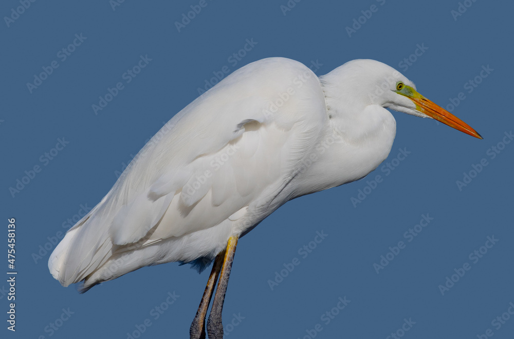 Ardea alba, common egret, large egret, great white egret, great white heron Ardea alba, common egret, large egret, great white egret, great white heron