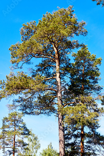 pine tops against the blue sky in sunny day