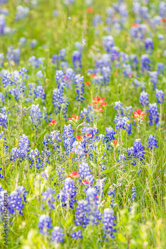 Llano, Texas, USA. Indian Paintbrush and Bluebonnet wildflowers in the Texas Hill Country.