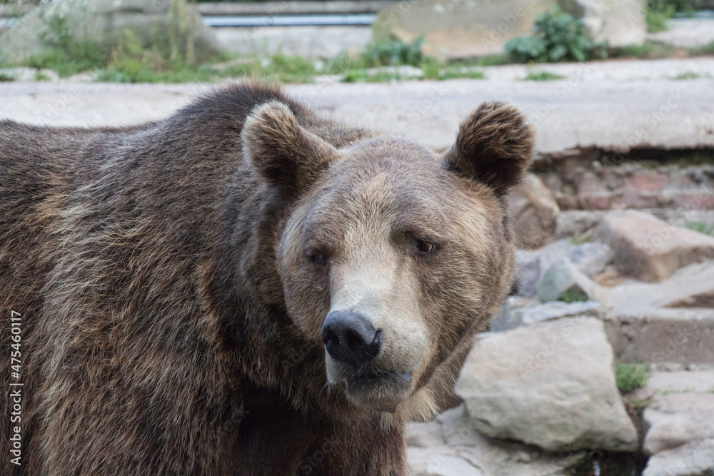 Close up of a bear. Wildlife in the largest and oldest zoo in Russia, Kaliningrad, Russia.