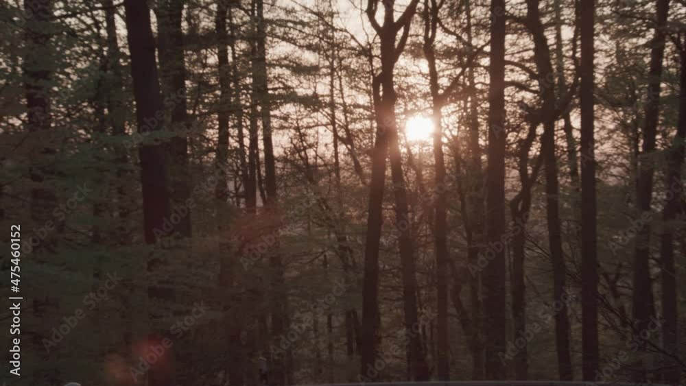 sundown in the forest sundown in the forest