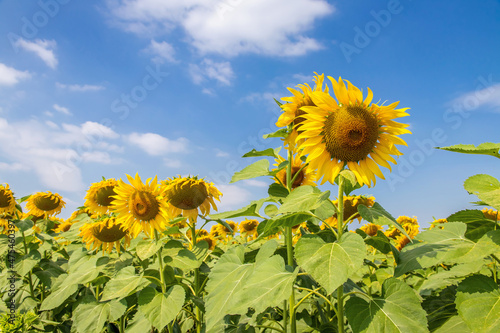 Beautiful sunflowers in the field natural background, Sunflower blooming,flowers on colorful background