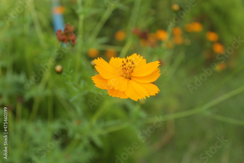 Planet Flower Garden Hd Image