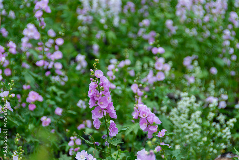 USA, Utah. Mountain Globemallow, Uinta-Wasatch-Cache National Forest USA, Utah. Mountain Globemallow, Uinta-Wasatch-Cache National Forest