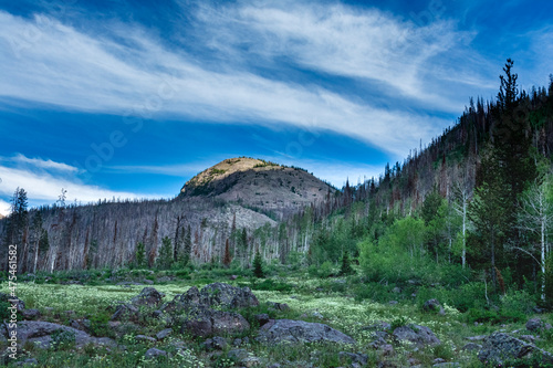 USA, Utah. Meadow with wildflowers and burn area Uinta-Wasatch-Cache National Forest photo