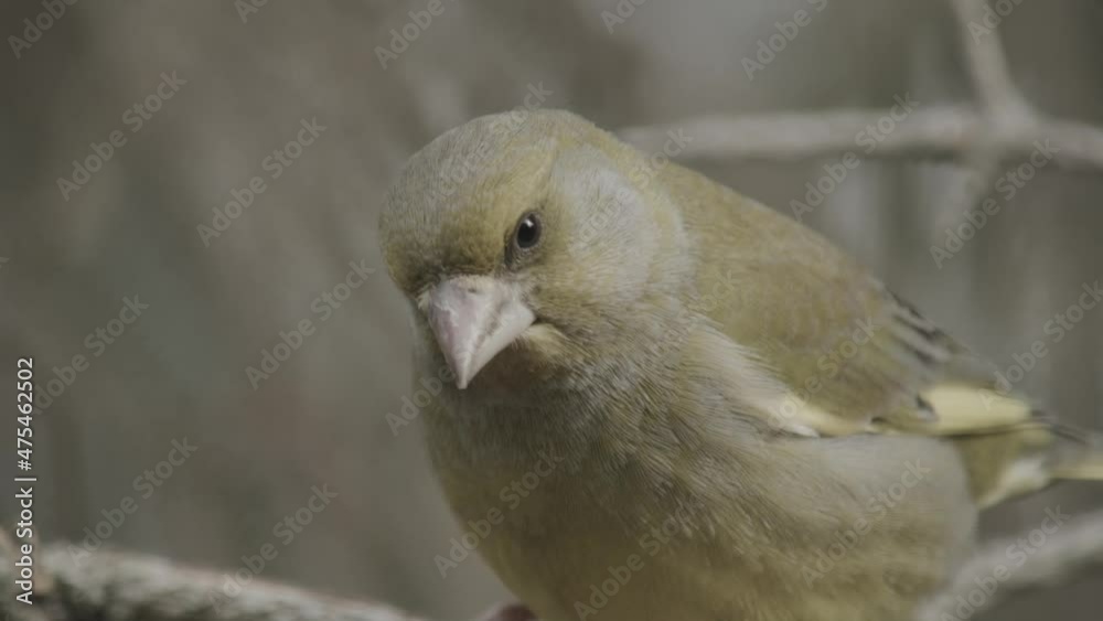 green finch building a nest green finch building a nest