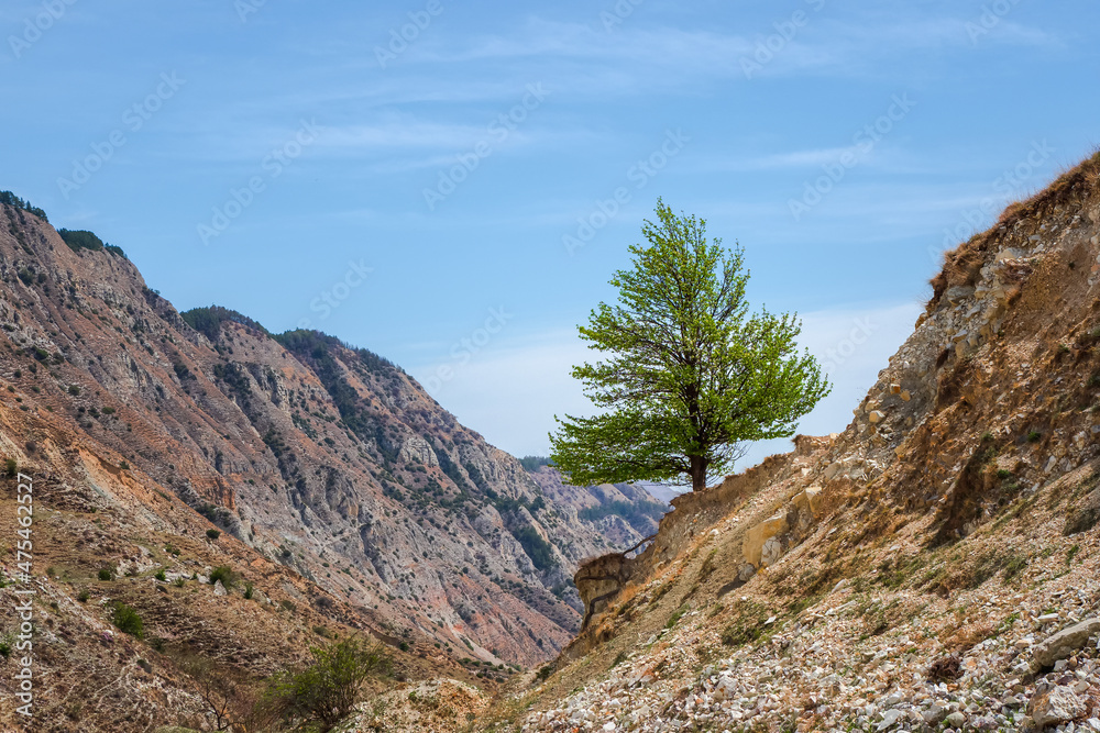 Lonely tree growing on top of the rock. High-altitude pasture in spring. Colorful green landscape with lonely tree on diagonal rocky hill on background blue cloudy sky.