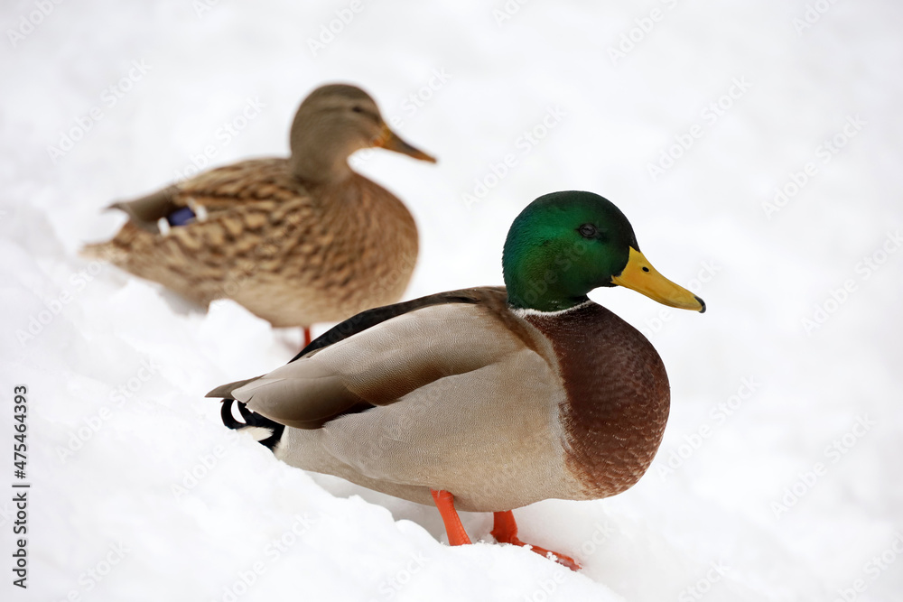 Couple of mallard ducks standing on the snow in winter. Male and female ducks at cold season Couple of mallard ducks standing on the snow in winter. Male and female ducks at cold season