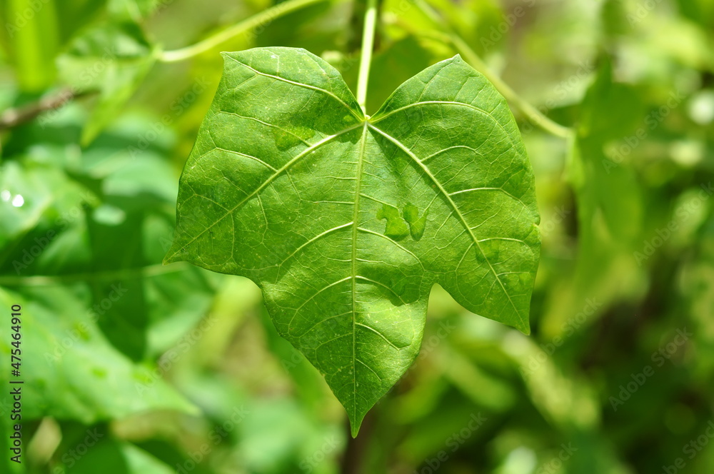 Nature close-up of green leaves bokeh background Nature close-up of green leaves bokeh background