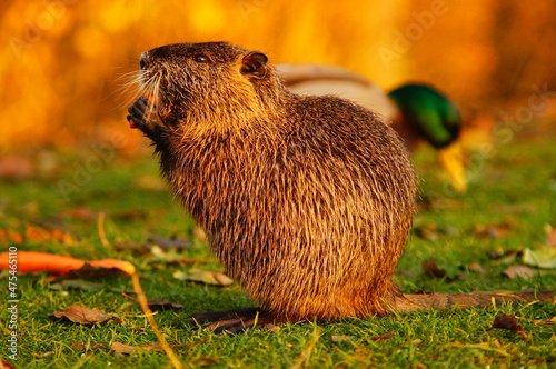 This years baby coypu eats a fed carrot. photo