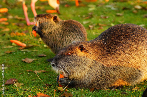 Close-up of a coypu eating a fed carrot. A baby of this year in the background. photo