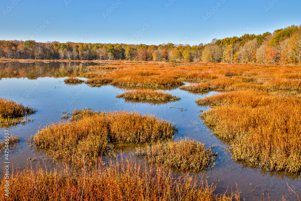 USA, Virginia, Alexandria, Huntley Meadows Park and fall color
