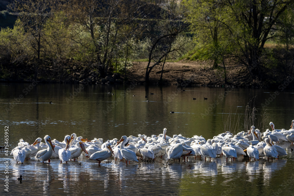 Flock of White Pelicans on the Snake River in Asotin, Washington State, USA Flock of White Pelicans on the Snake River in Asotin, Washington State, USA