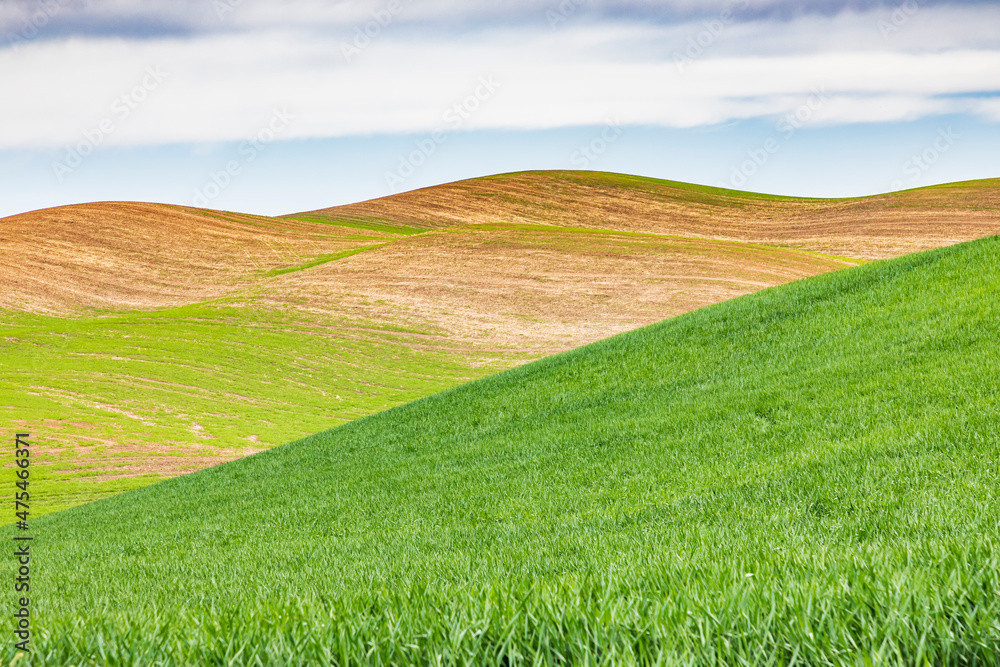 Pullman, Washington State, USA. Rolling wheat fields in the Palouse hills.