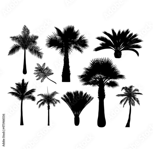 palm  plant and trees botanical silhouette