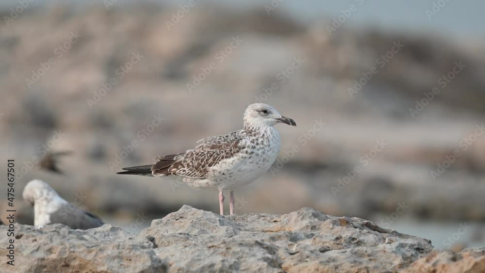 Migratory birds Lesser black backed Gull - Juvenile wandering on the coastal rocky shore of Bahrain for food Migratory birds Lesser black backed Gull - Juvenile wandering on the coastal rocky shore of Bahrain for food