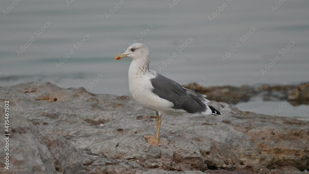 Migratory birds Great black-backed gull wandering on the rocky coast of Bahrain for food Migratory birds Great black-backed gull wandering on the rocky coast of Bahrain for food