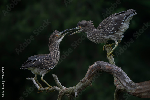 Two Beautiful juvenile Night Heron (Nycticorax nycticorax) on a branch. Noord Brabant in the Netherlands. Green background. 