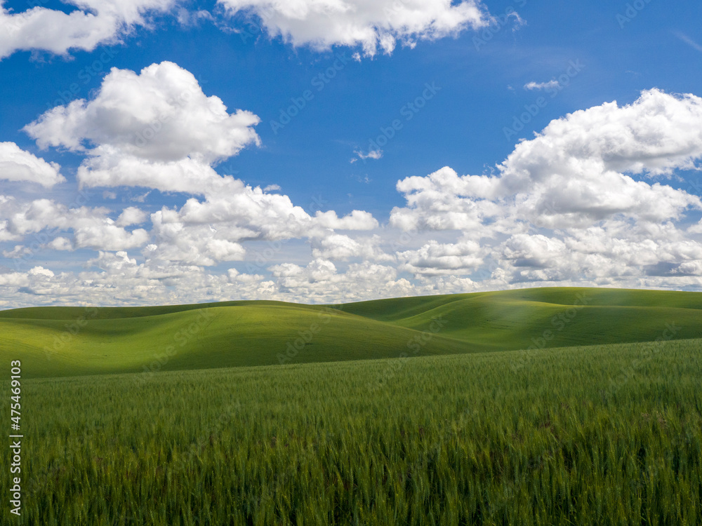 Clouds over green wheat fields.