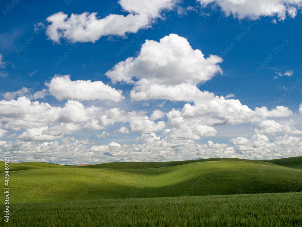Clouds over green wheat fields.
