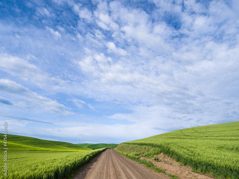 Rural road winding through wheatfields.