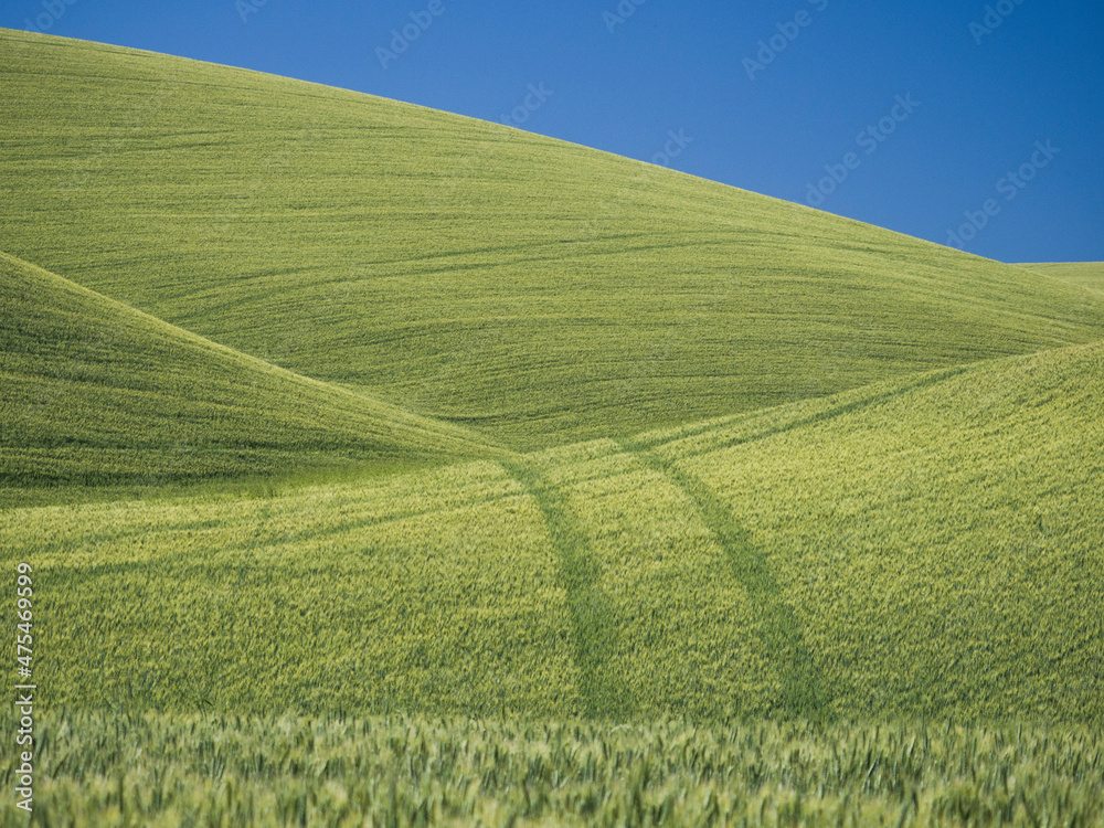 Naklejka premium Angles and tracks in the wheatfields with blue sky.