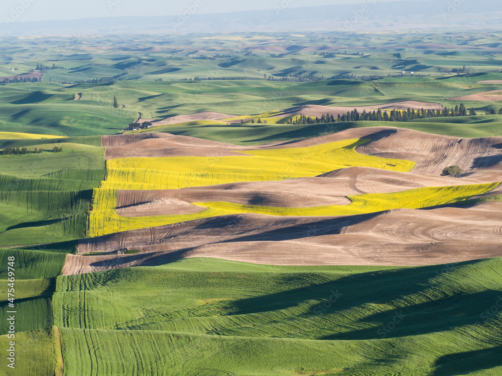 Springtime hills of the wheatfields as seen from Steptoe Butte state park.