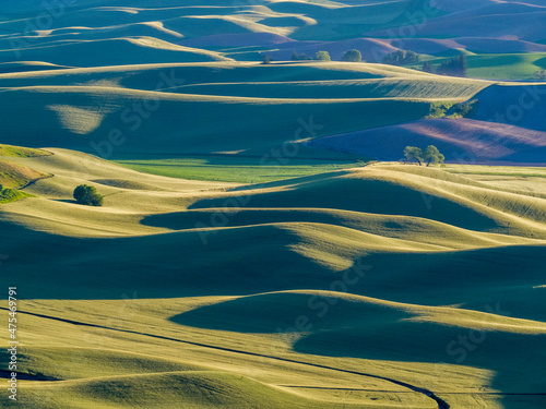Obraz na plátně Springtime hills of the wheatfields as seen from Steptoe Butte state park