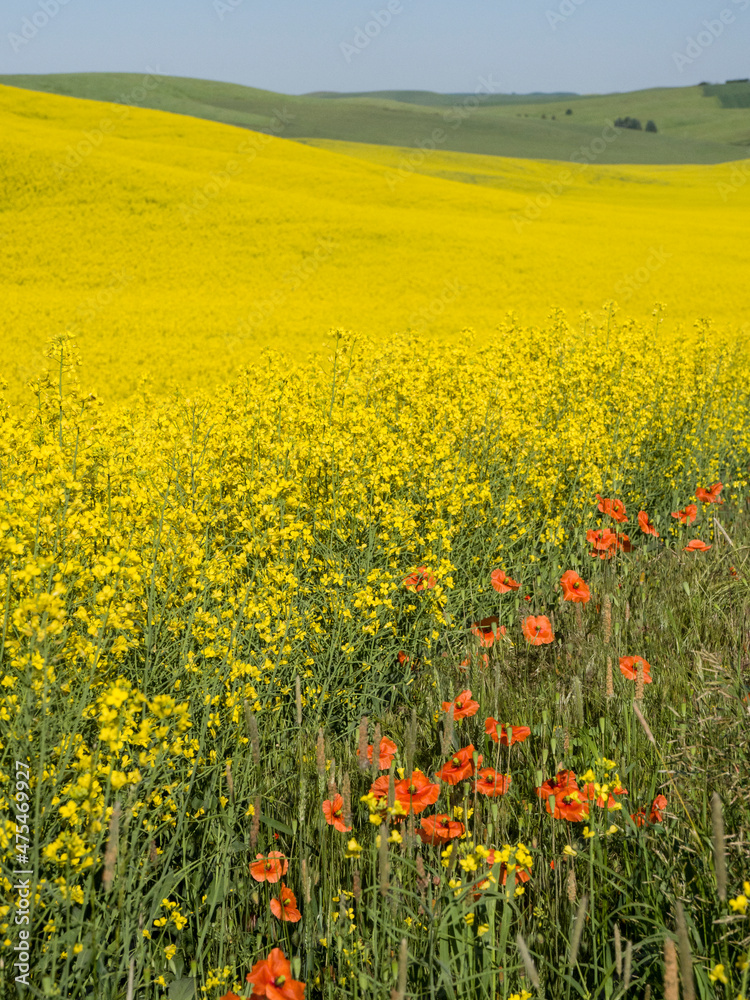 Canola in full bloom in the Palouse country of Eastern Washington.