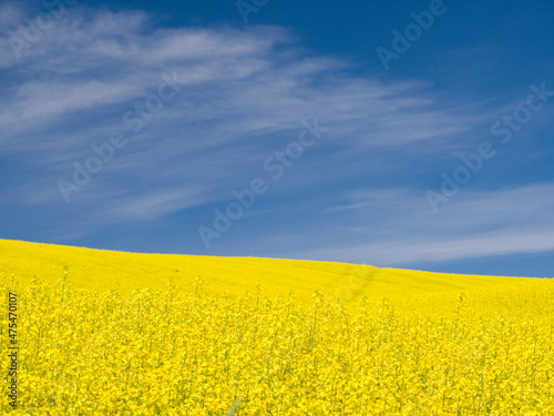 Canola in full bloom in the Palouse country of Eastern Washington.