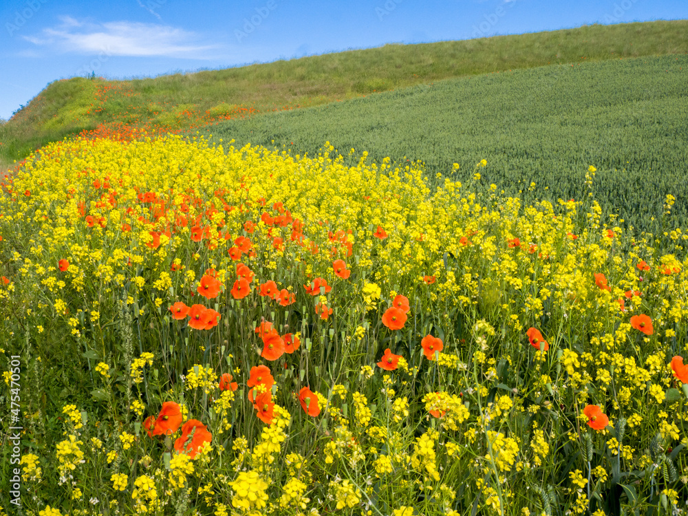 Wildflowers blooming in the Palouse Country of Eastern Washington.