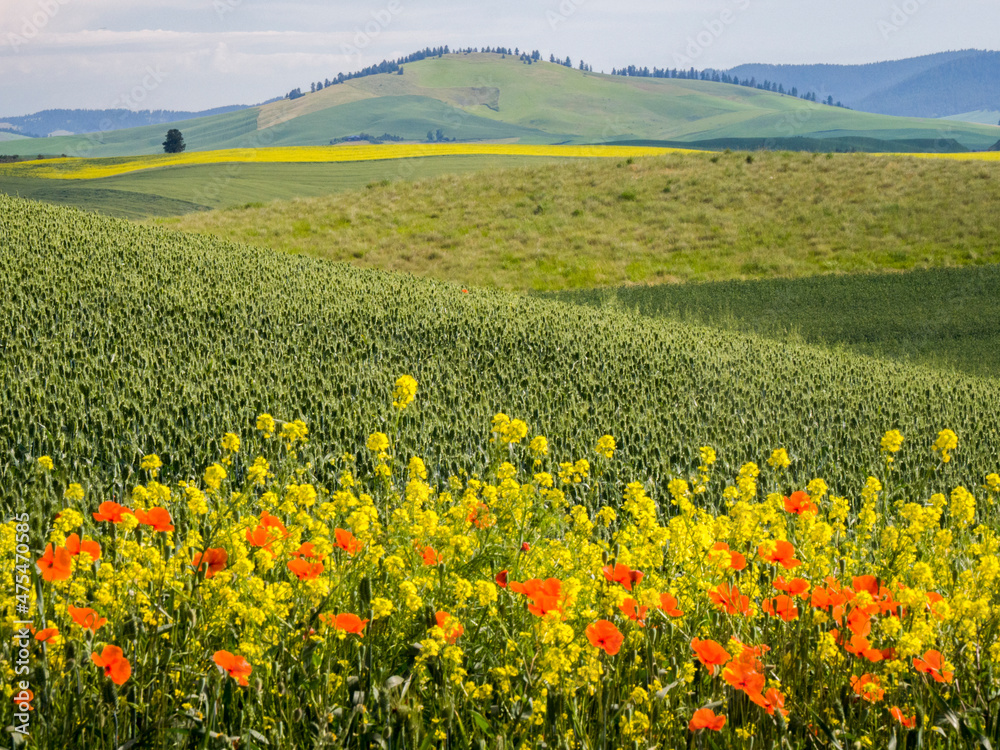 Wildflowers blooming in the Palouse Country of Eastern Washington.