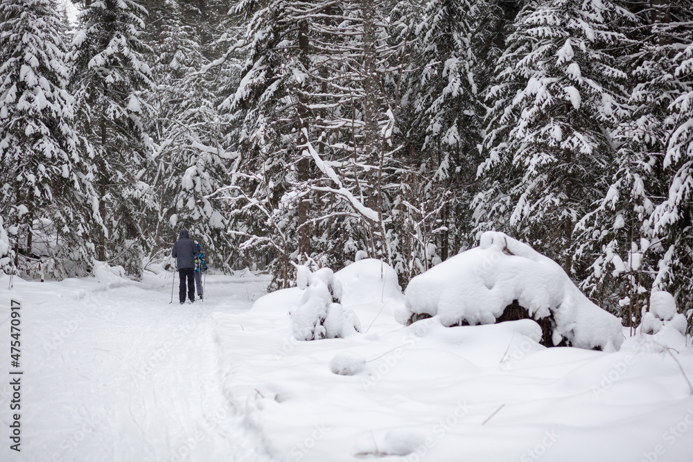 A man in a dark jacket walks through a snowy forest in winter. Rear view. Skiing in a beautiful snowy forest in the cold. A man on the background of a beautiful winter nature