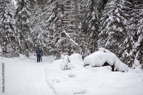 A man in a dark jacket walks through a snowy forest in winter. Rear view. Skiing in a beautiful snowy forest in the cold. A man on the background of a beautiful winter nature