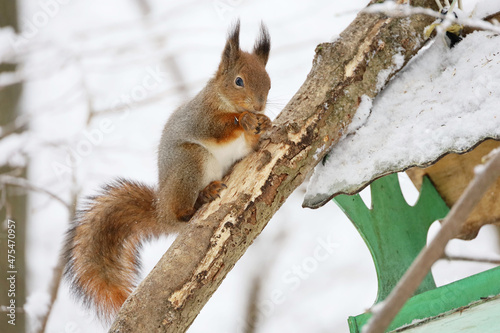 Red squirrel nibbles seeds sitting on a tree near the bird feeder in a winter park