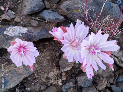 Bitterroot flower (Lewisia rediviva), a small perennial herb in the family Montiaceae. photo