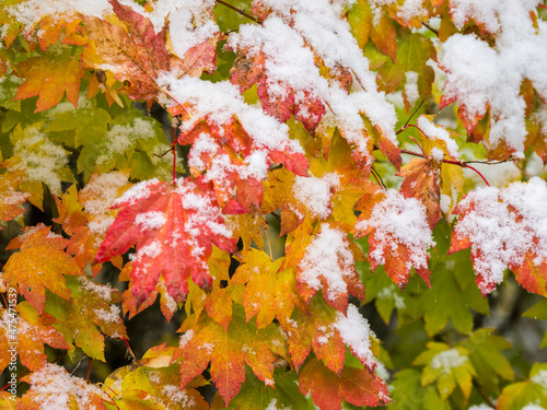 First snowfall on vine maples. photo