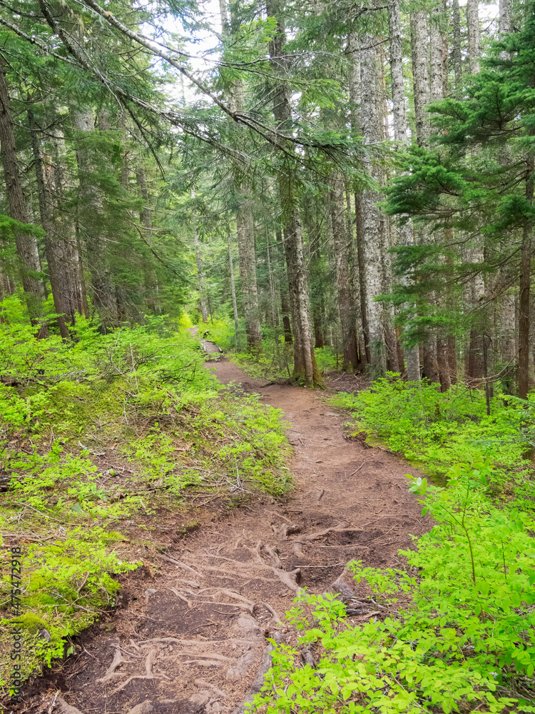 Washington State, Central Cascades, Trail to Pratt Ridge Washington State, Central Cascades, Trail to Pratt Ridge