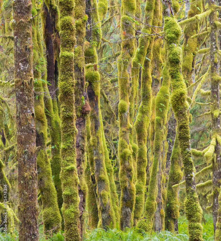 Washington State, Central Cascades, Moss covered Red Alder forest Washington State, Central Cascades, Moss covered Red Alder forest