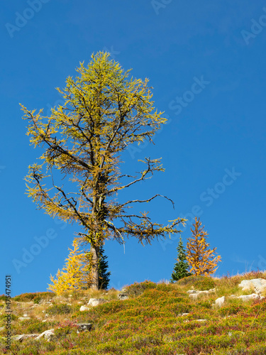 Washington State, North Cascades, Old Larch tree