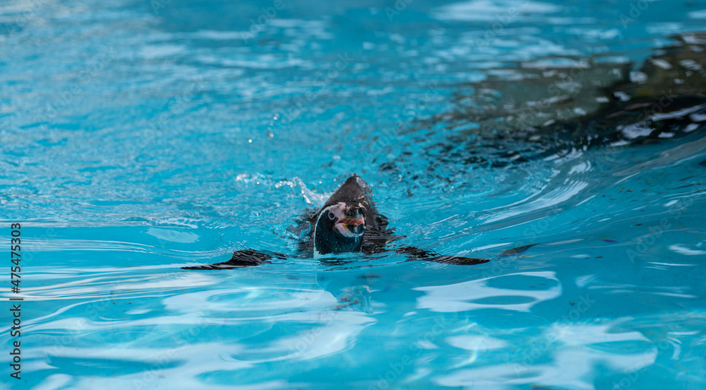 Fototapeta premium 泳ぐペンギン