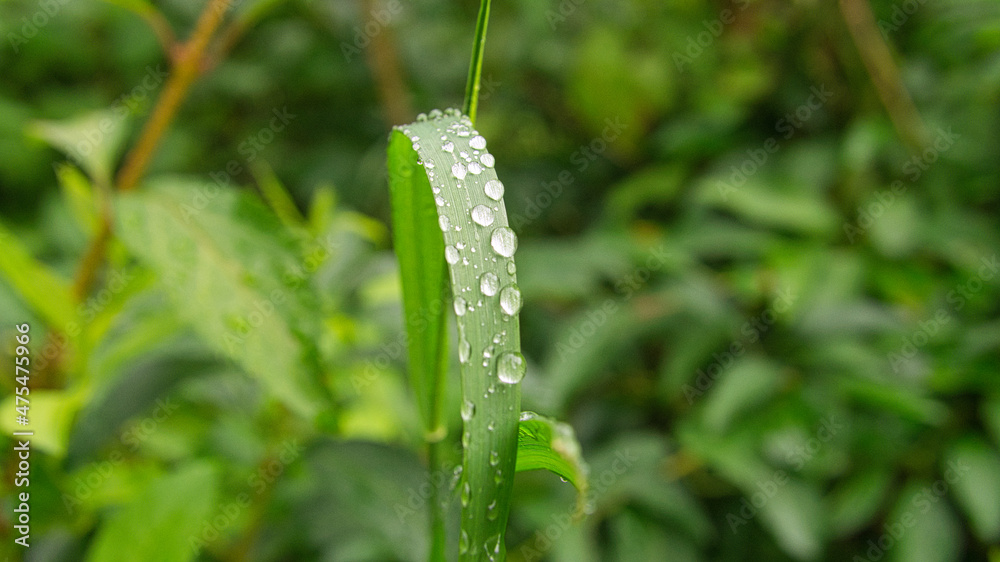 dewdrops, stuck together on a blade of grass. In the morning on a meadow dewdrops, stuck together on a blade of grass. In the morning on a meadow