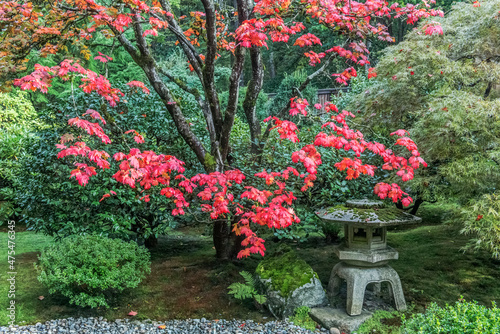 Fototapeta Naklejka Na Ścianę i Meble -  Washington State, Seattle. Japanese Garden